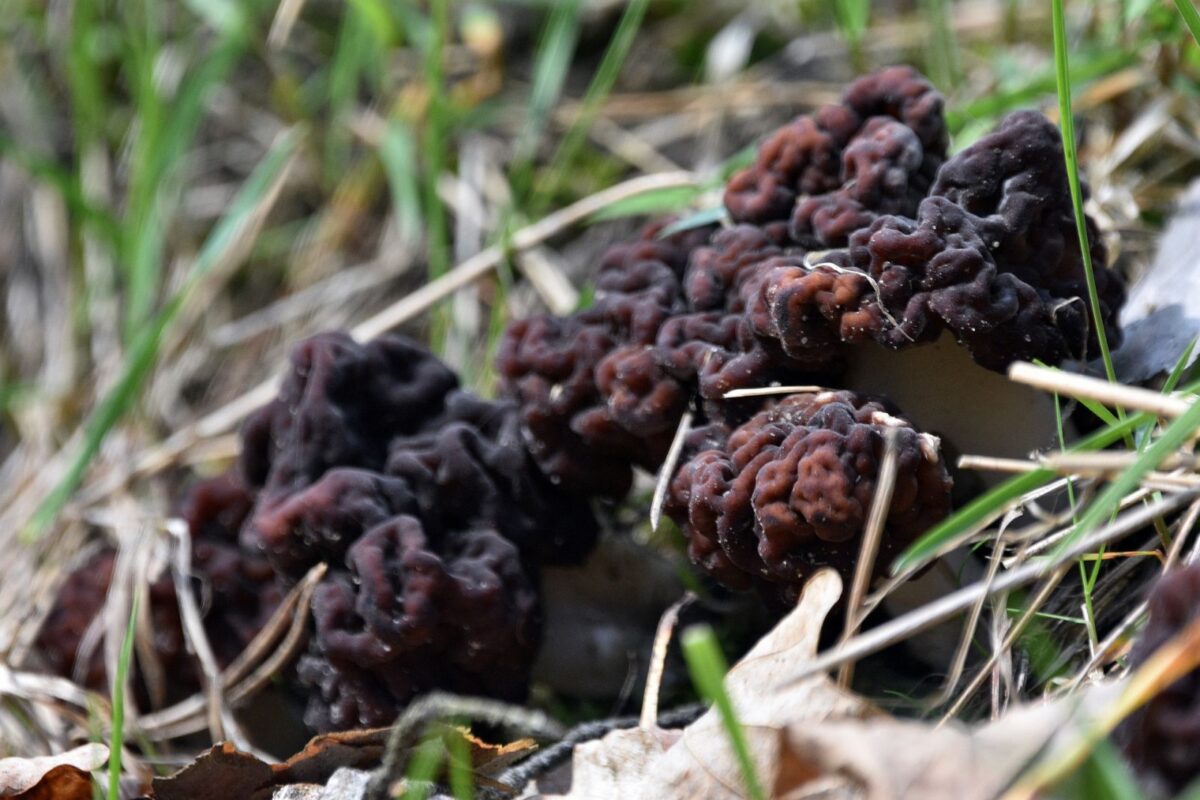 Champignon Maladie Charcot
