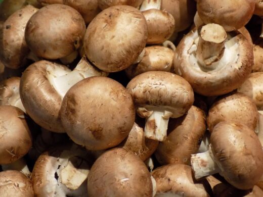 Champigons