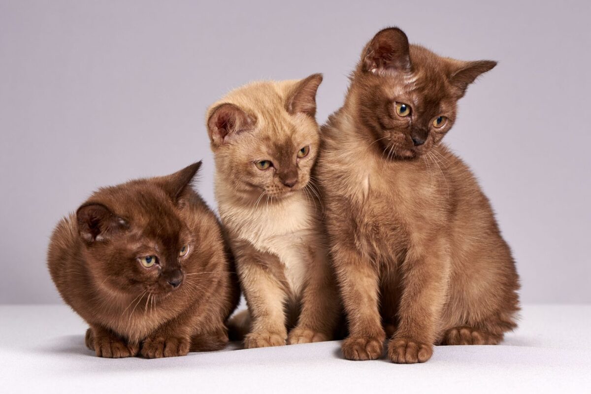 Chat Antiparasitaire Chien Danger