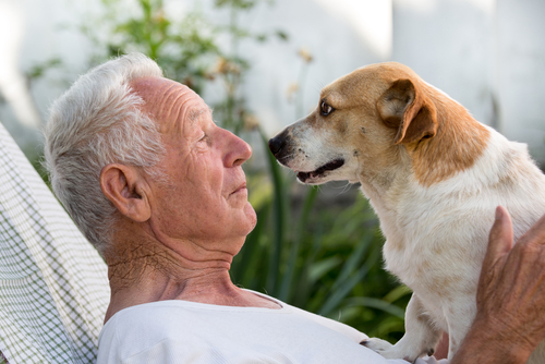 Chien Senior Hopital