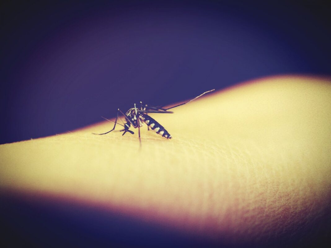 Insectes Moustique Protection Moustiquaires