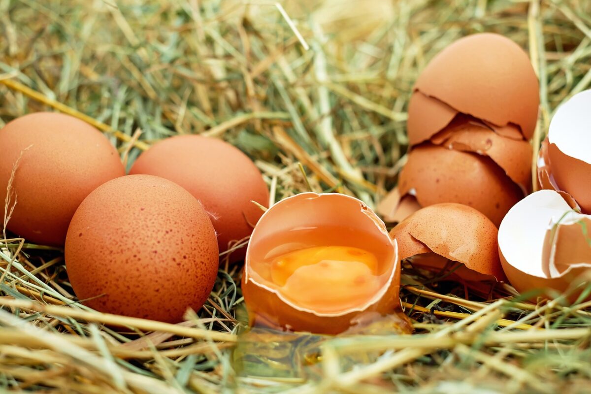 Oeuf Filiere Poule Agriculture Elevage Penurie Distribution