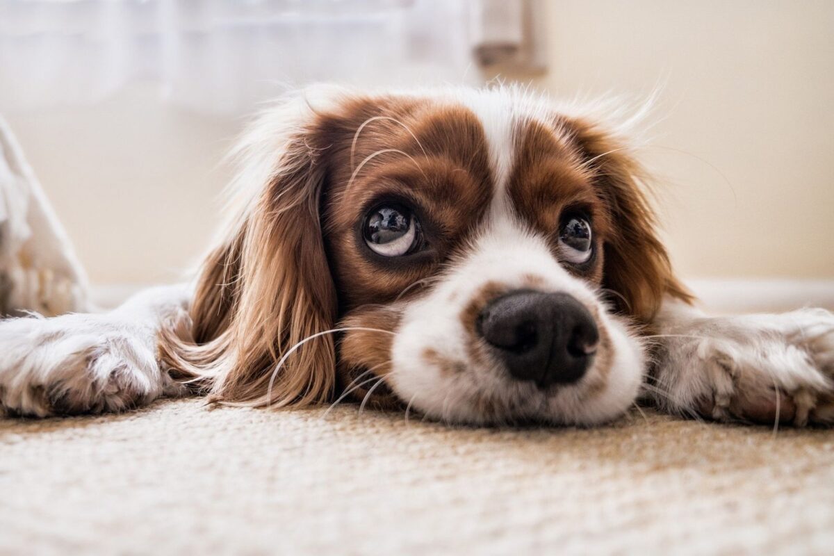 Vaccin Allergie Chien