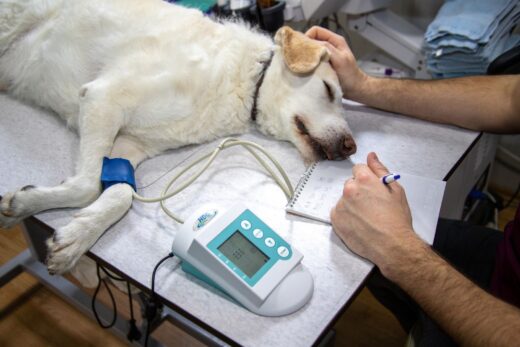 Veterinaire Sante Animauxjpg