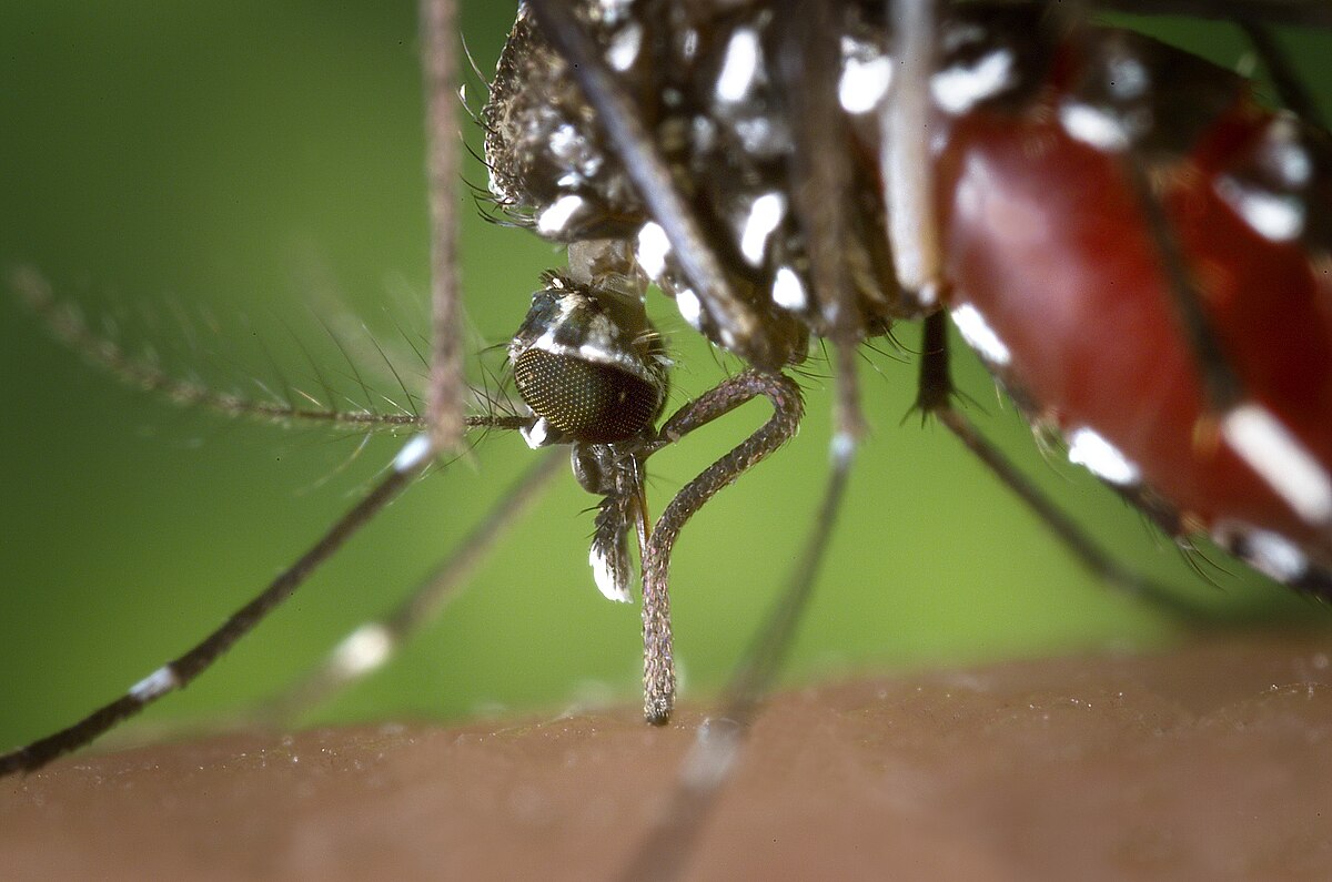 Aedes Albopictus Denge Chikungunya Foyers Epidemiques Europe